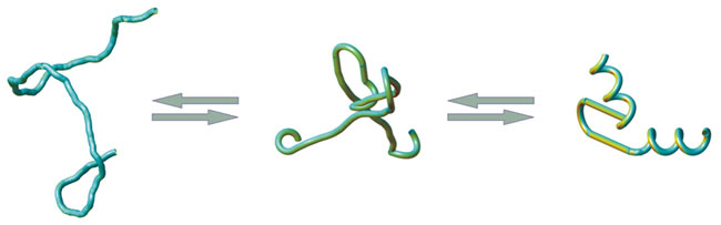 Transition between unfolded (left) and folded (right) state of a mini-protein: A core application of single-molecule fluorescence spectroscopy is to study the temporal dynamics and pathways of the fast transitions between these states.