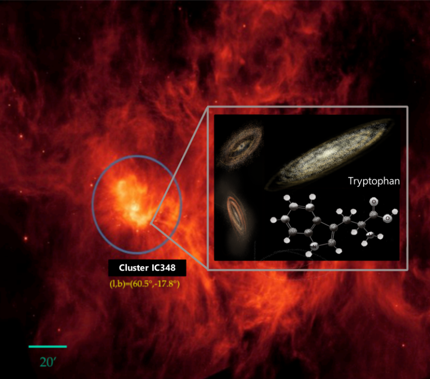 Proof for the existence of the amino acid tryptophan present in the interstellar material in a nearby star-forming region has been discovered by Dr Susana Iglesias-Groth, a scientist from The Instituto de Astrofísica de Canarias (IAC).