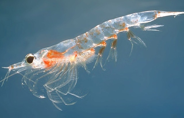 QMUL Researchers Create Carbon Quantum Dots from Chemicals in Crustacean Shells