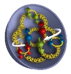 Gluons Contribute to Proton Spin